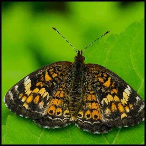 Pearl Crescent