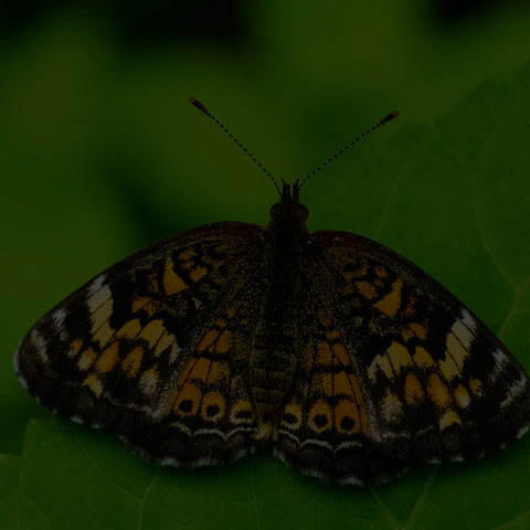 Pearl Crescent