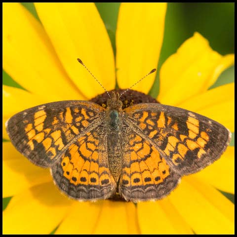 Pearl Crescent