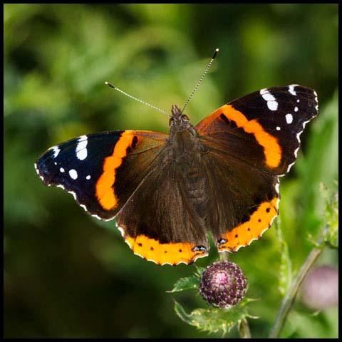 Red Admiral