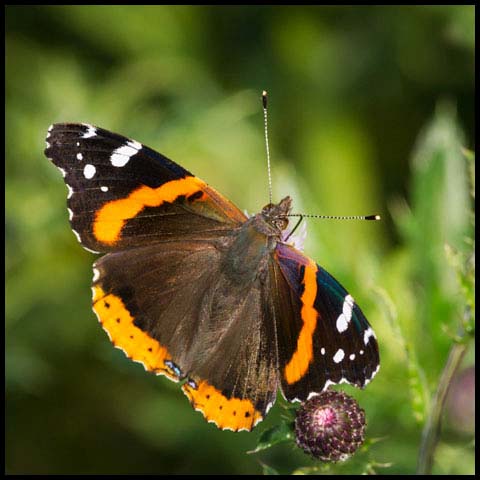 Red Admiral