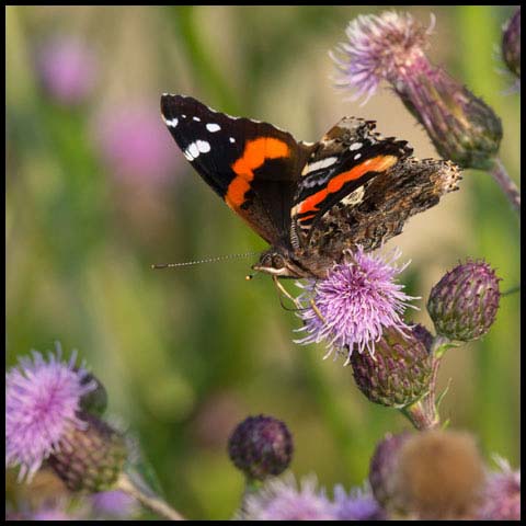 Red Admiral