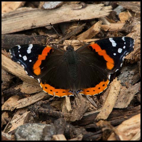 Red Admiral