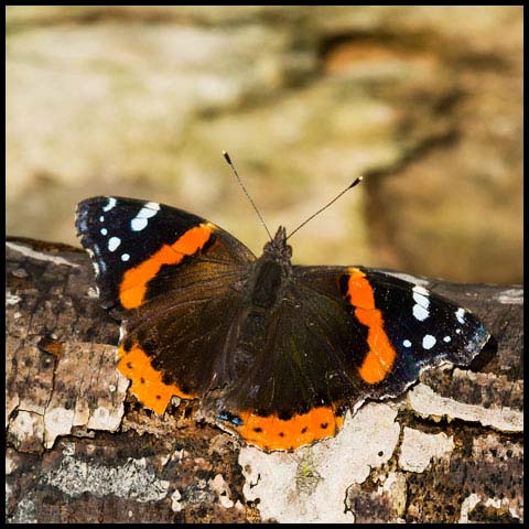 Red Admiral