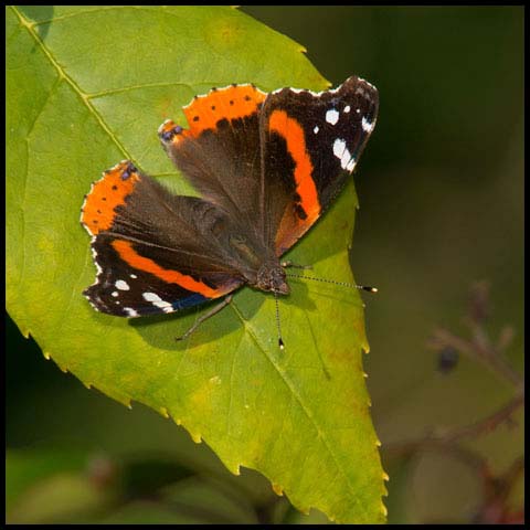 Red Admiral