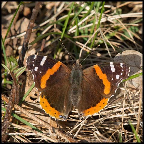 Red Admiral