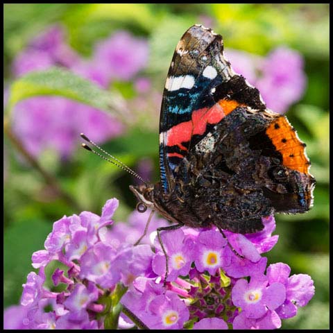 Red Admiral