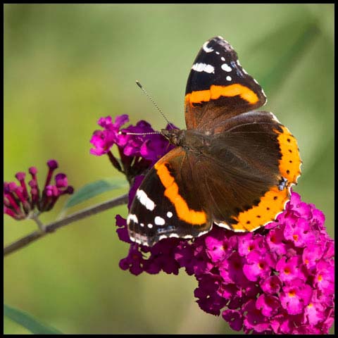 Red Admiral