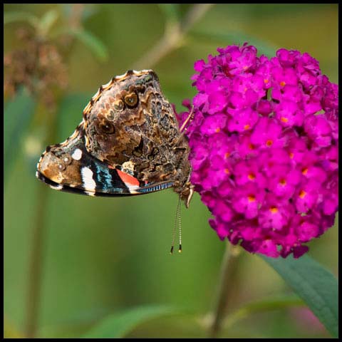 Red Admiral