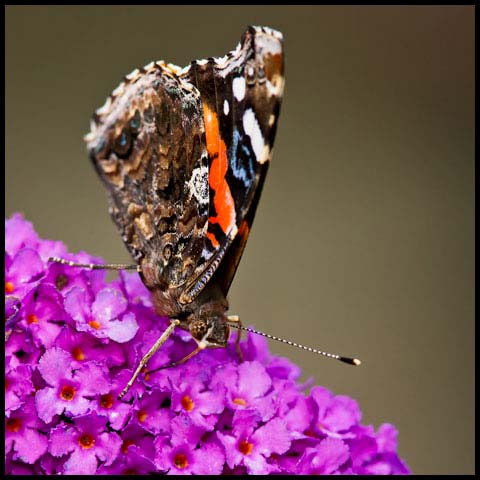 Red Admiral