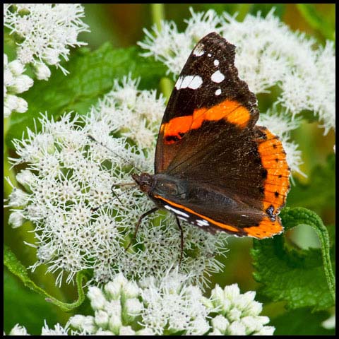 Red Admiral