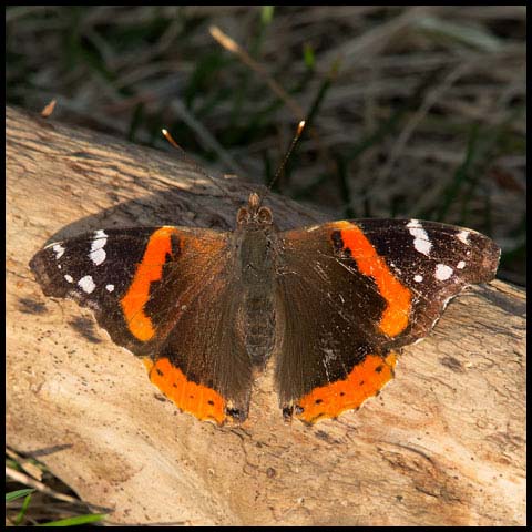 Red Admiral