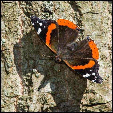 Red Admiral