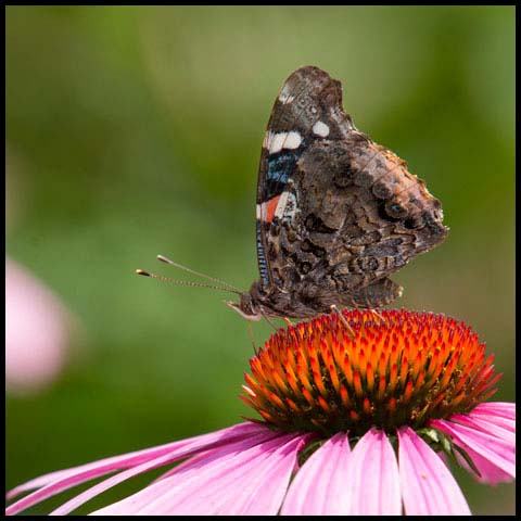 Red Admiral