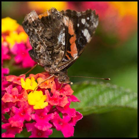 Red Admiral