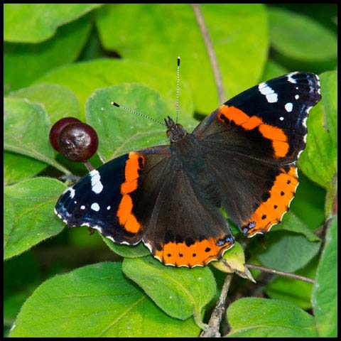 Red Admiral