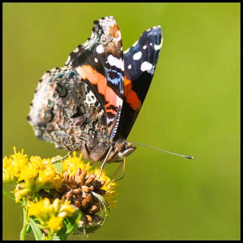 Red Admiral