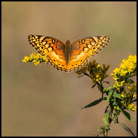 Variegated Fritillary