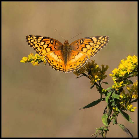 Variegated Fritillary