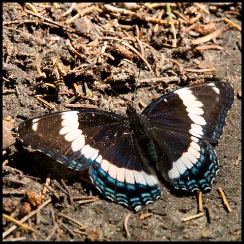 White Admiral