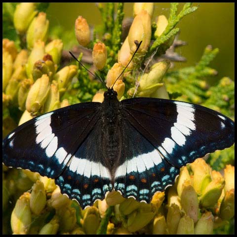 White Admiral