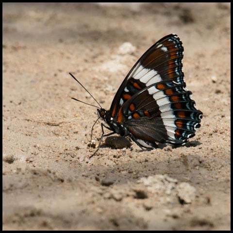 White Admiral