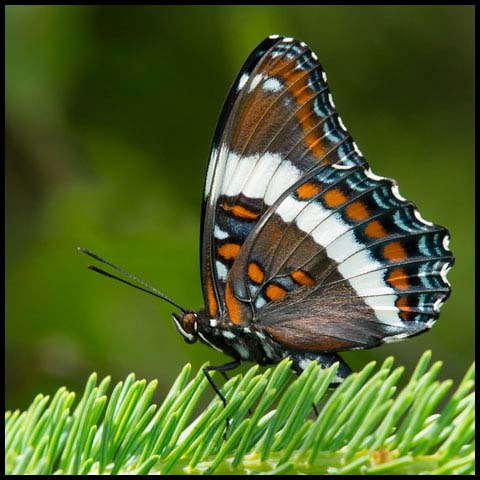 White Admiral