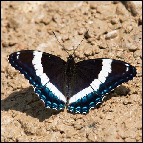 White Admiral