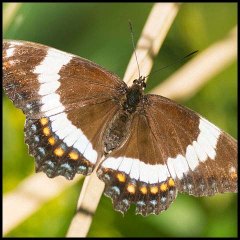 White Admiral