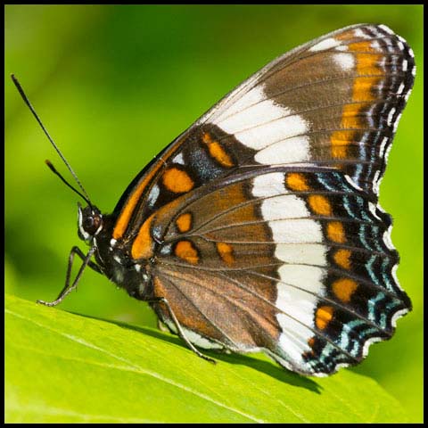 White Admiral