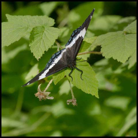 White Admiral