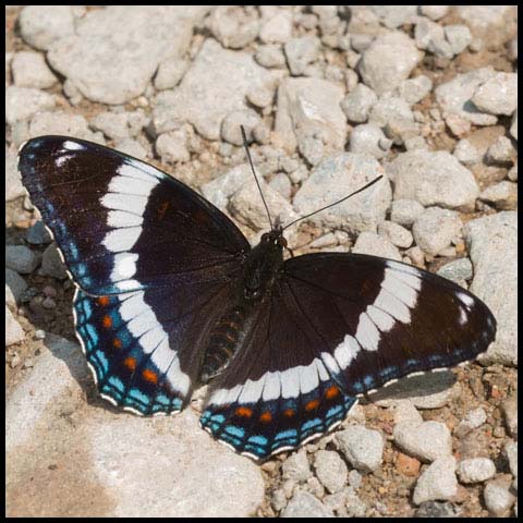 White Admiral