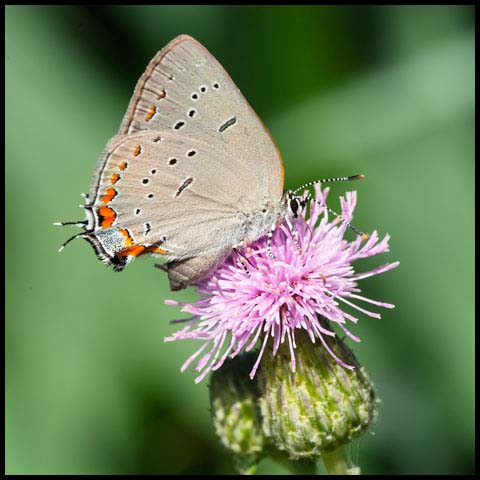 Acadian Hairstreak