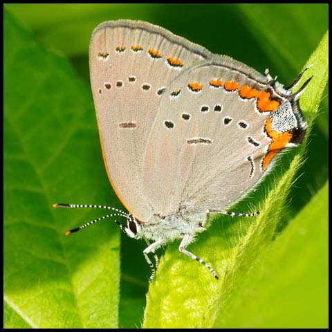 Acadian Hairstreak