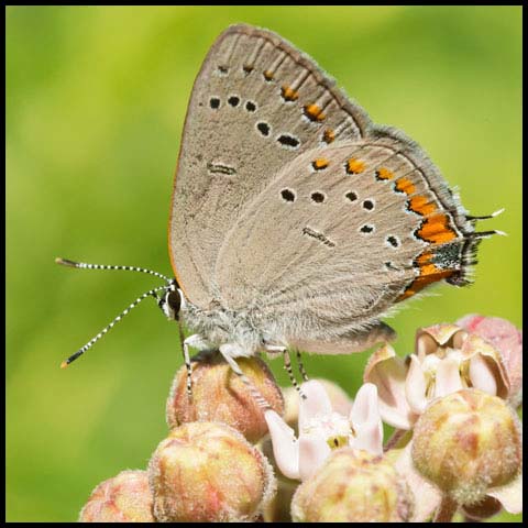 Acadian Hairstreak