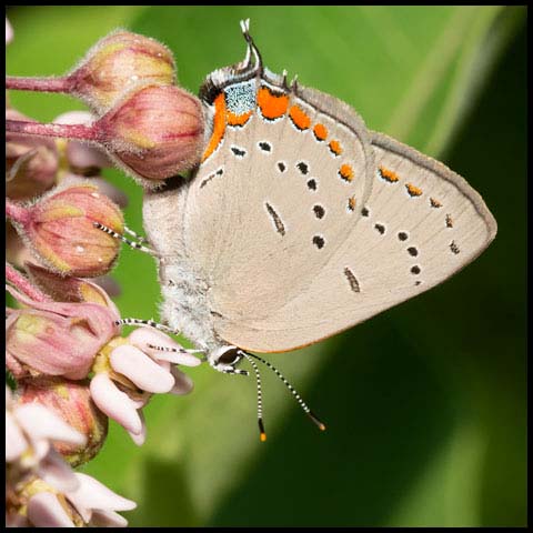 Acadian Hairstreak