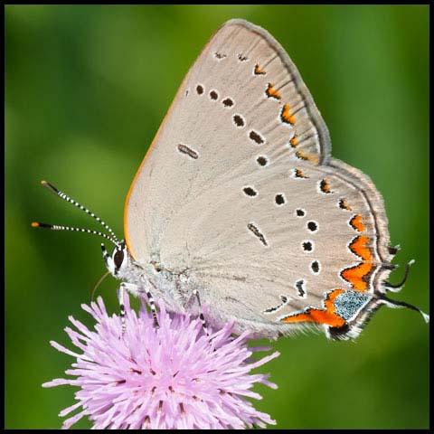 Acadian Hairstreak