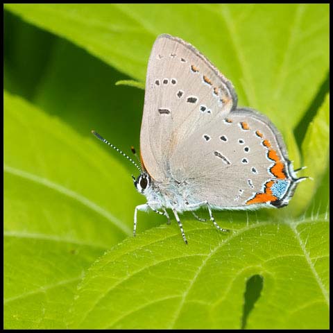 Acadian Hairstreak