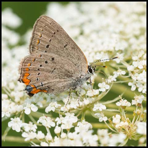 Acadian Hairstreak