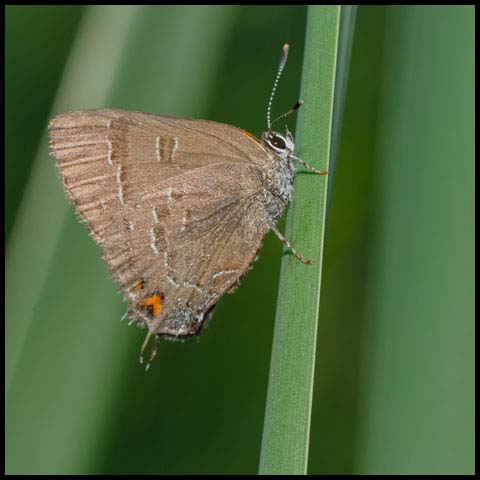 Banded Hairstreak