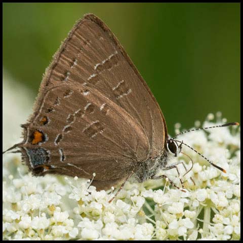 Banded Hairstreak