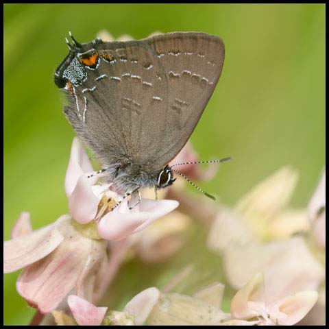 Banded Hairstreak