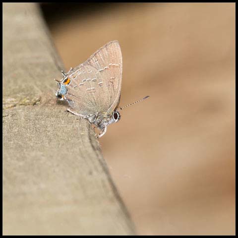 Banded Hairstreak