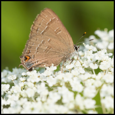 Banded Hairstreak