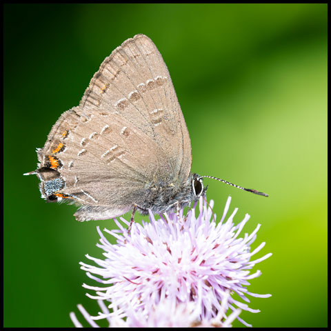 Gossamer-winged Butterflies