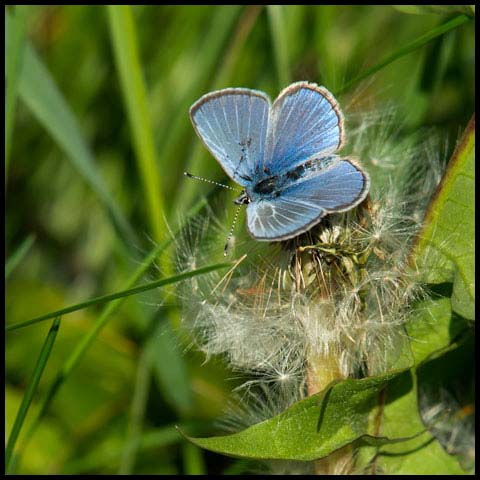 Silvery Blue