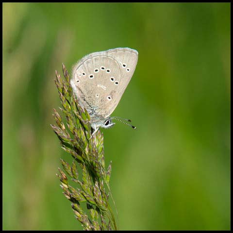 Silvery Blue