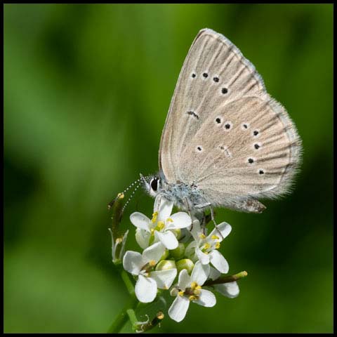 Silvery Blue