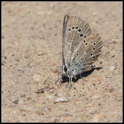 Silvery Blue