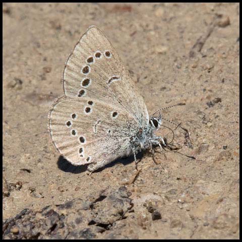 Silvery Blue